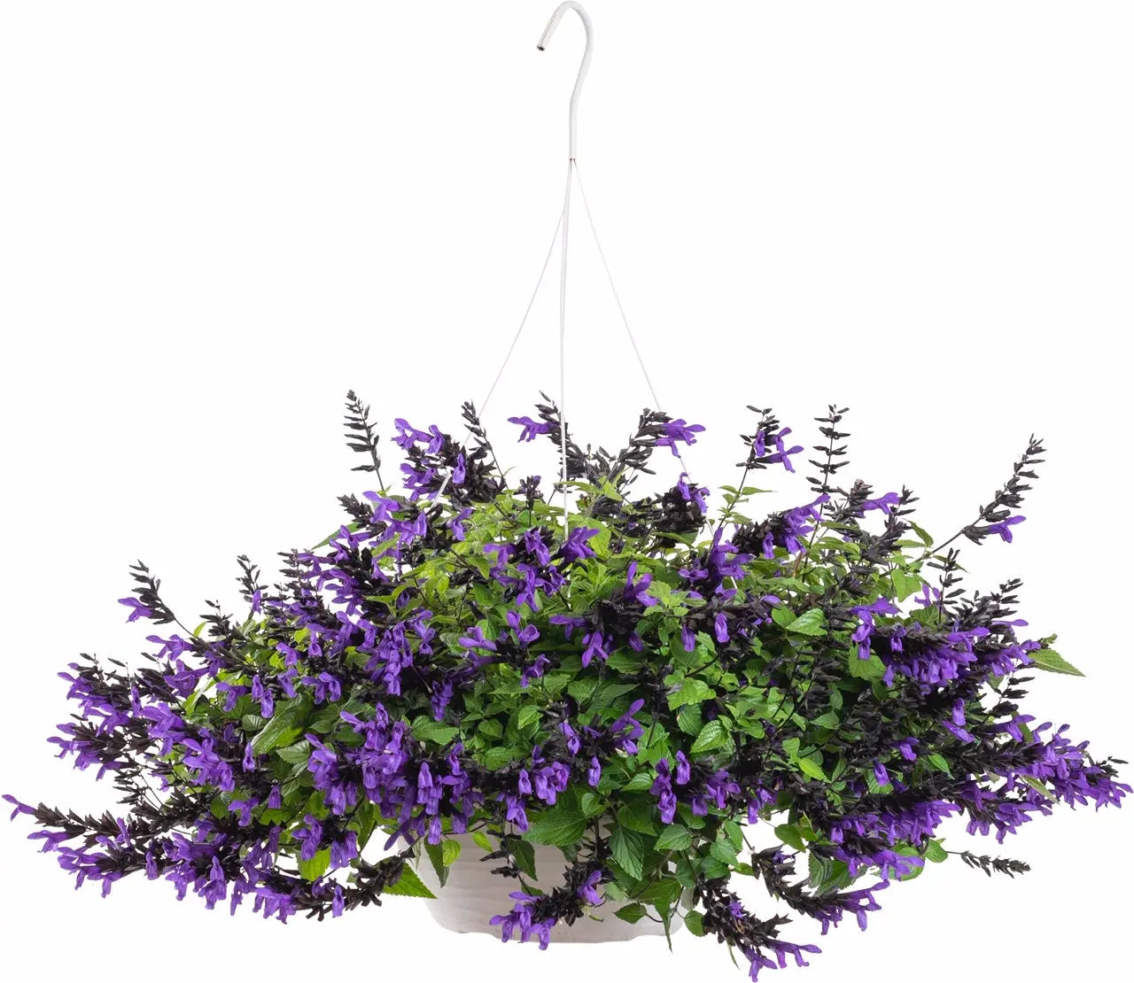 Salvia guaranitica Hummingbird Falls