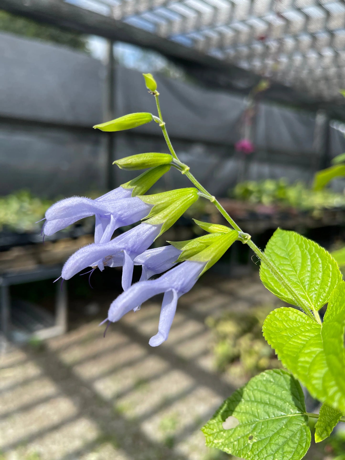 Salvia guaranitica Argentine Skies