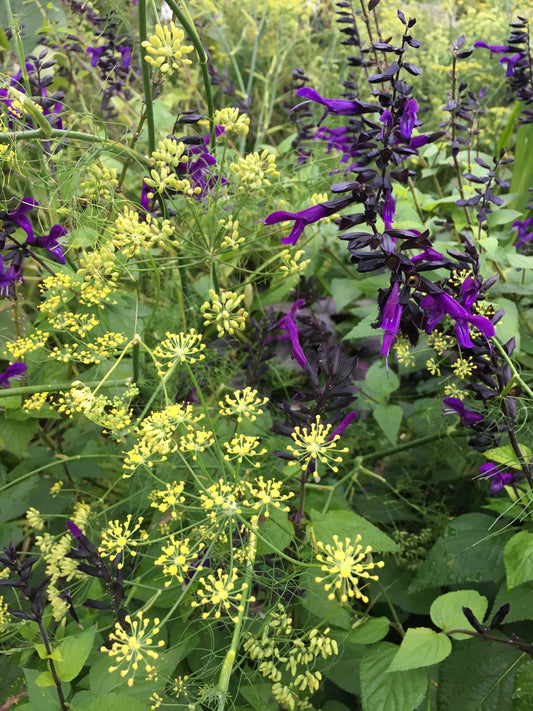 Salvia guaranitica Brazilian Purple - Mason House Garden