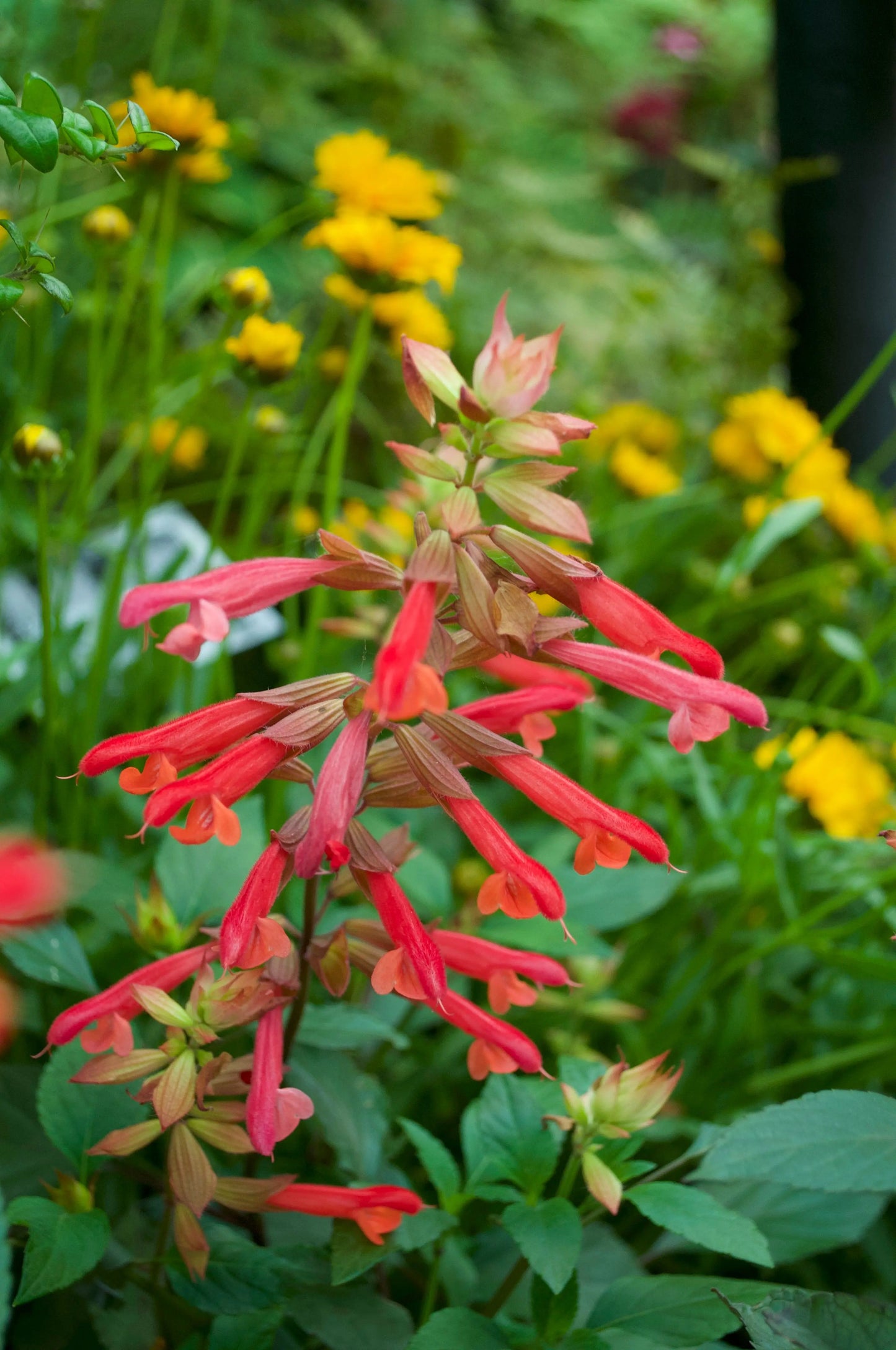 Salvia Ember's Wish