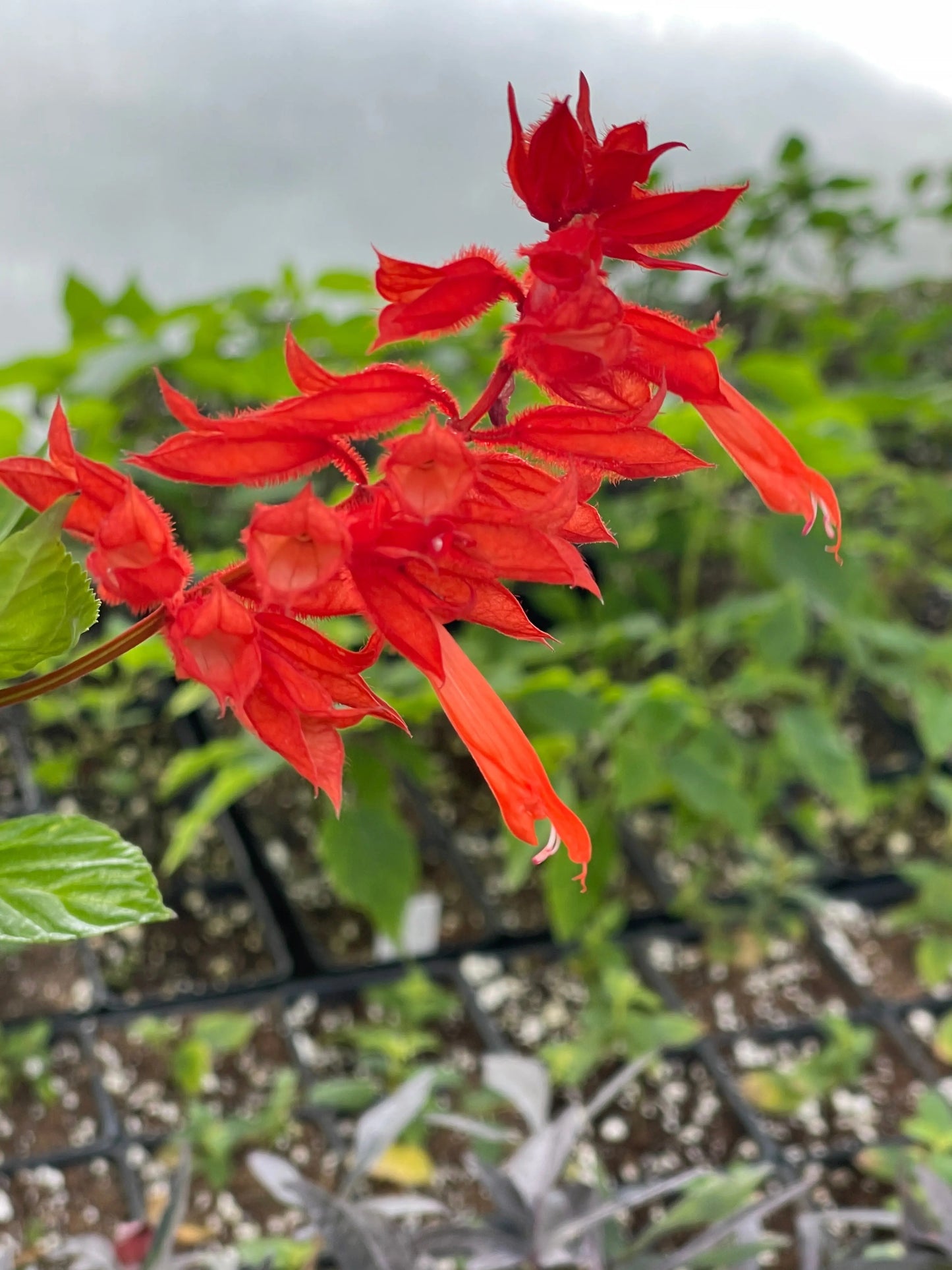 Salvia splendens Faye Chapel