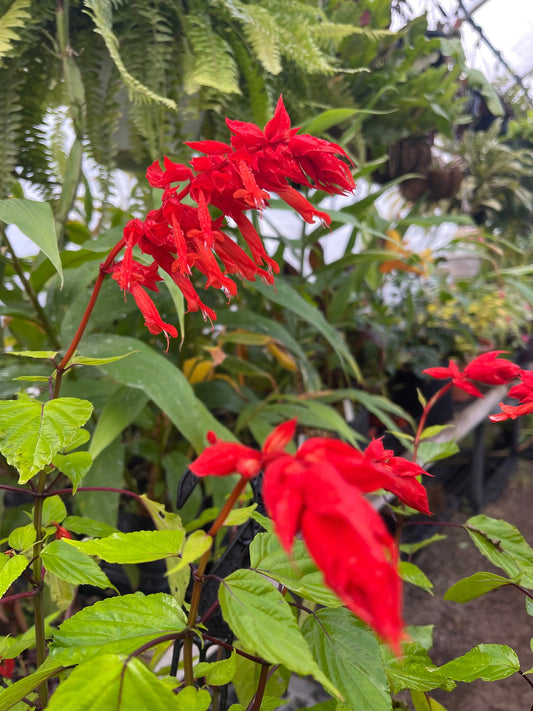 Salvia splendens Faye Chapel - Mason House Garden