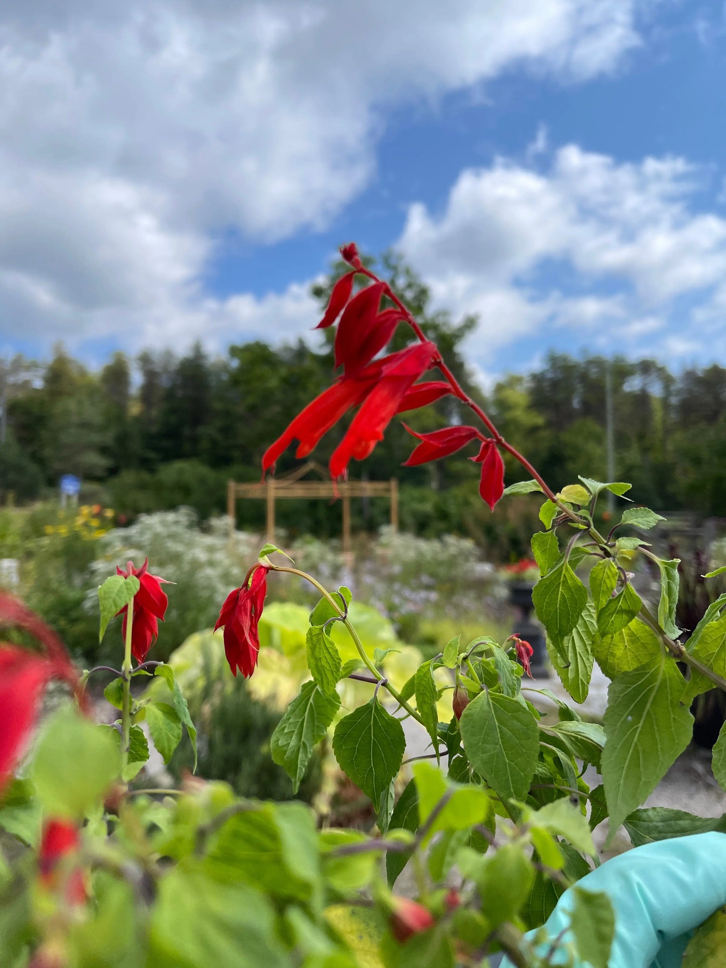 Salvia Louie's Orange Delight