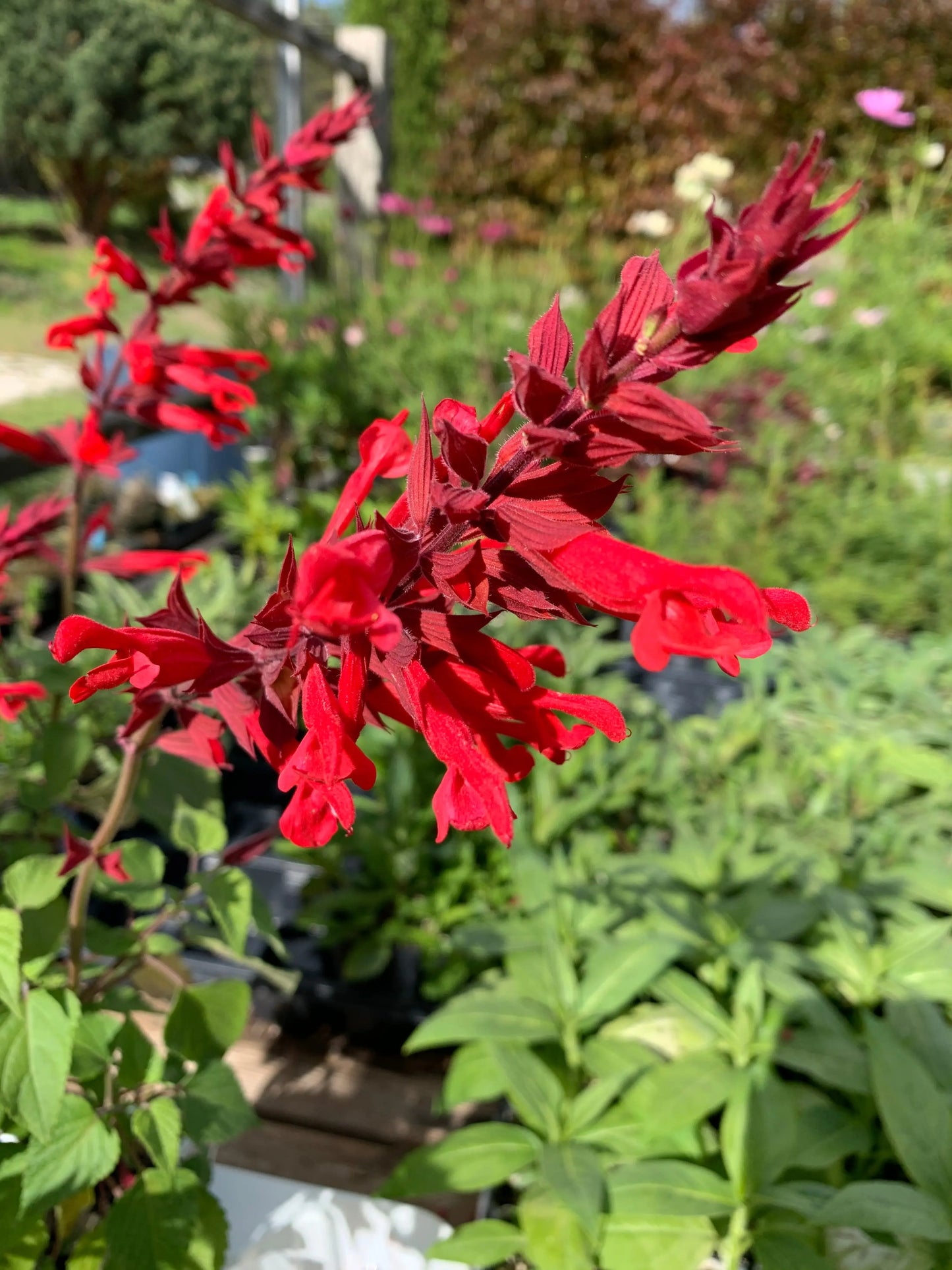 Salvia Roman Red