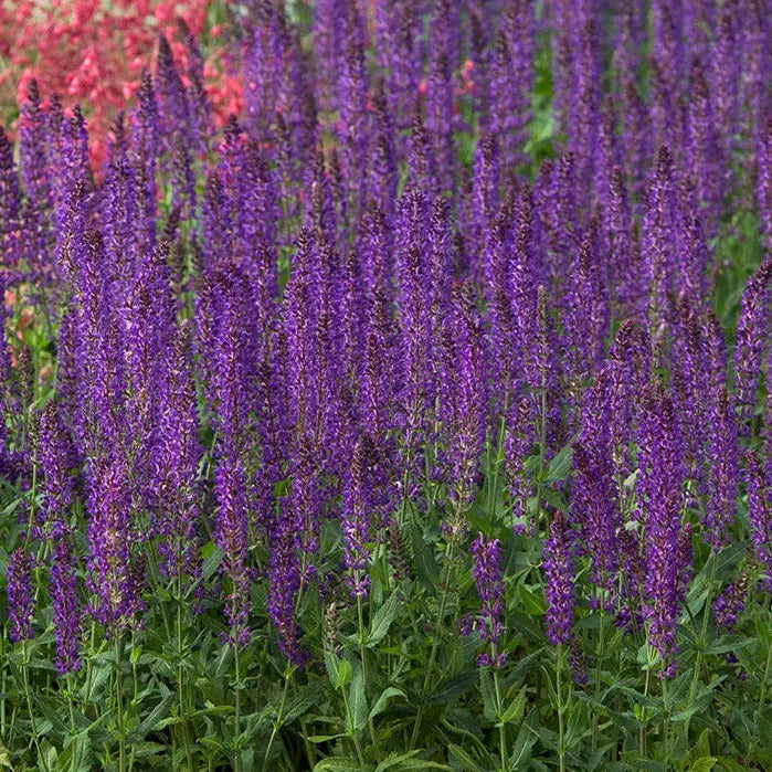 Salvia nemerosa Wesuwe