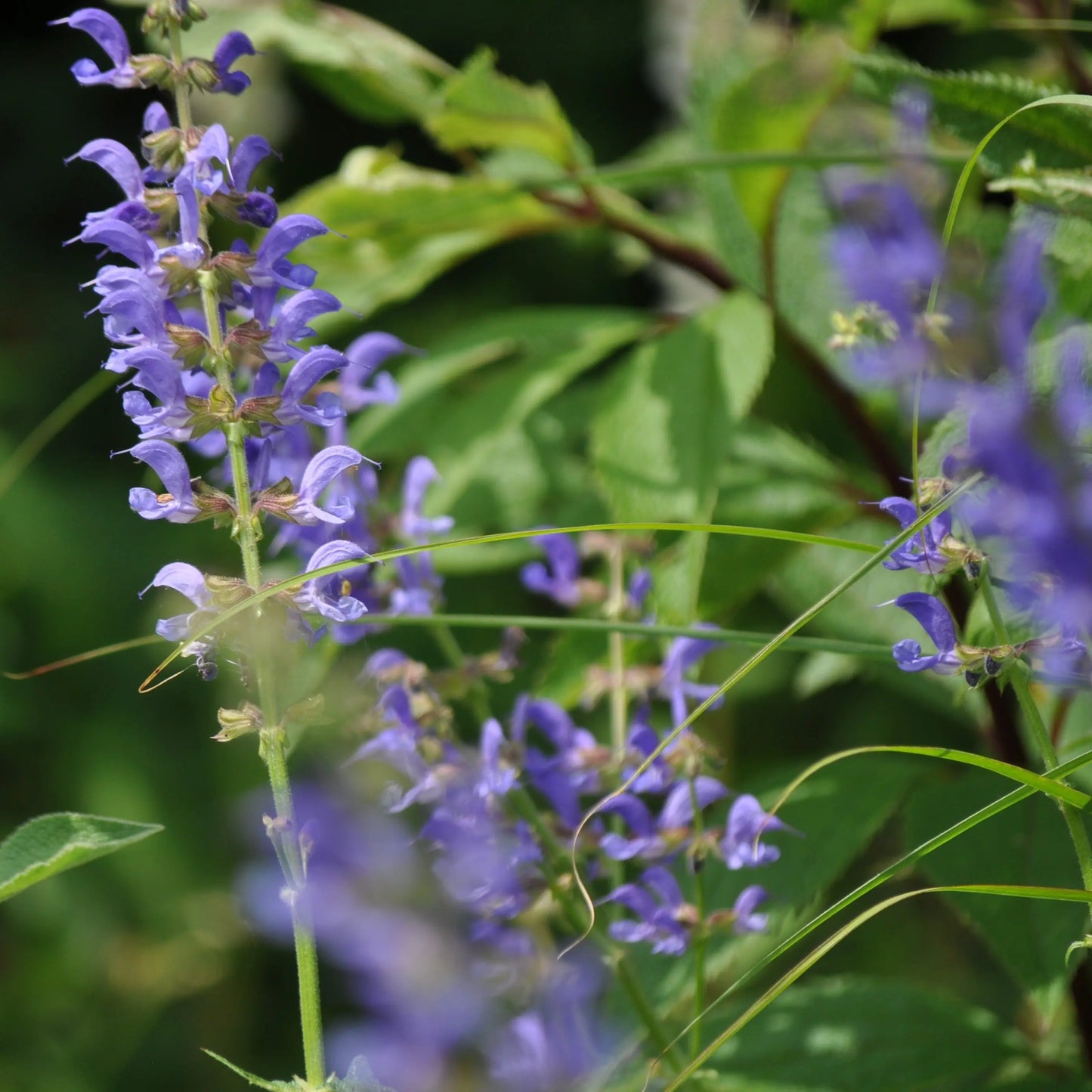 Salvia transylvanica