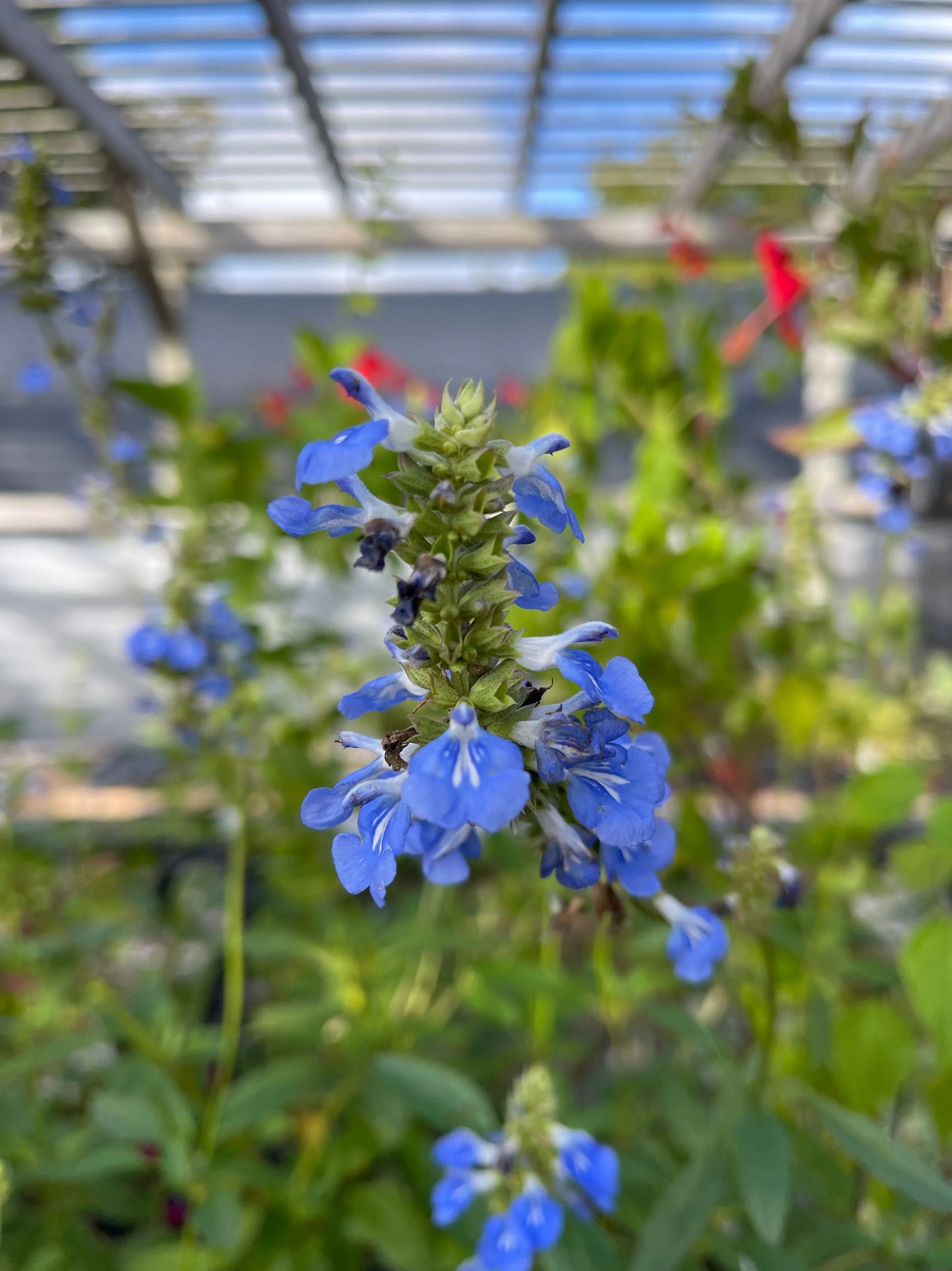 Salvia uliginosa