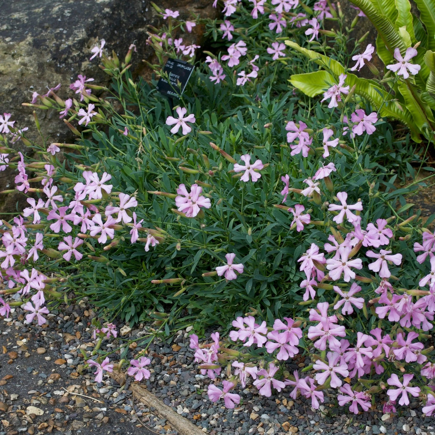 Saponaria sicula intermedia