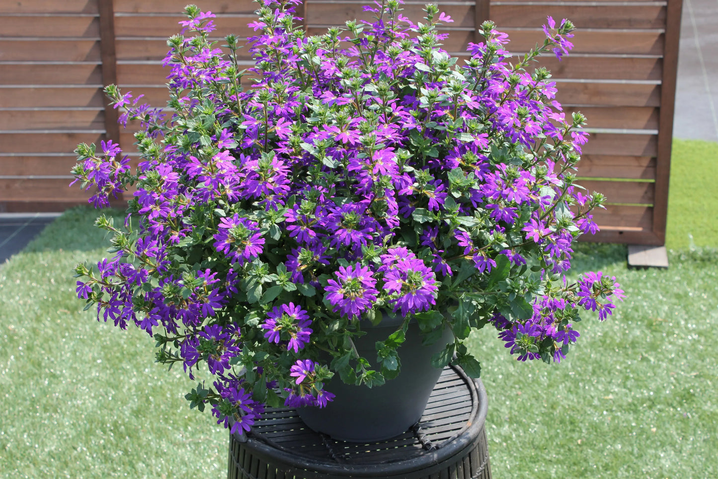Scaevola Surdiva Blue Violet