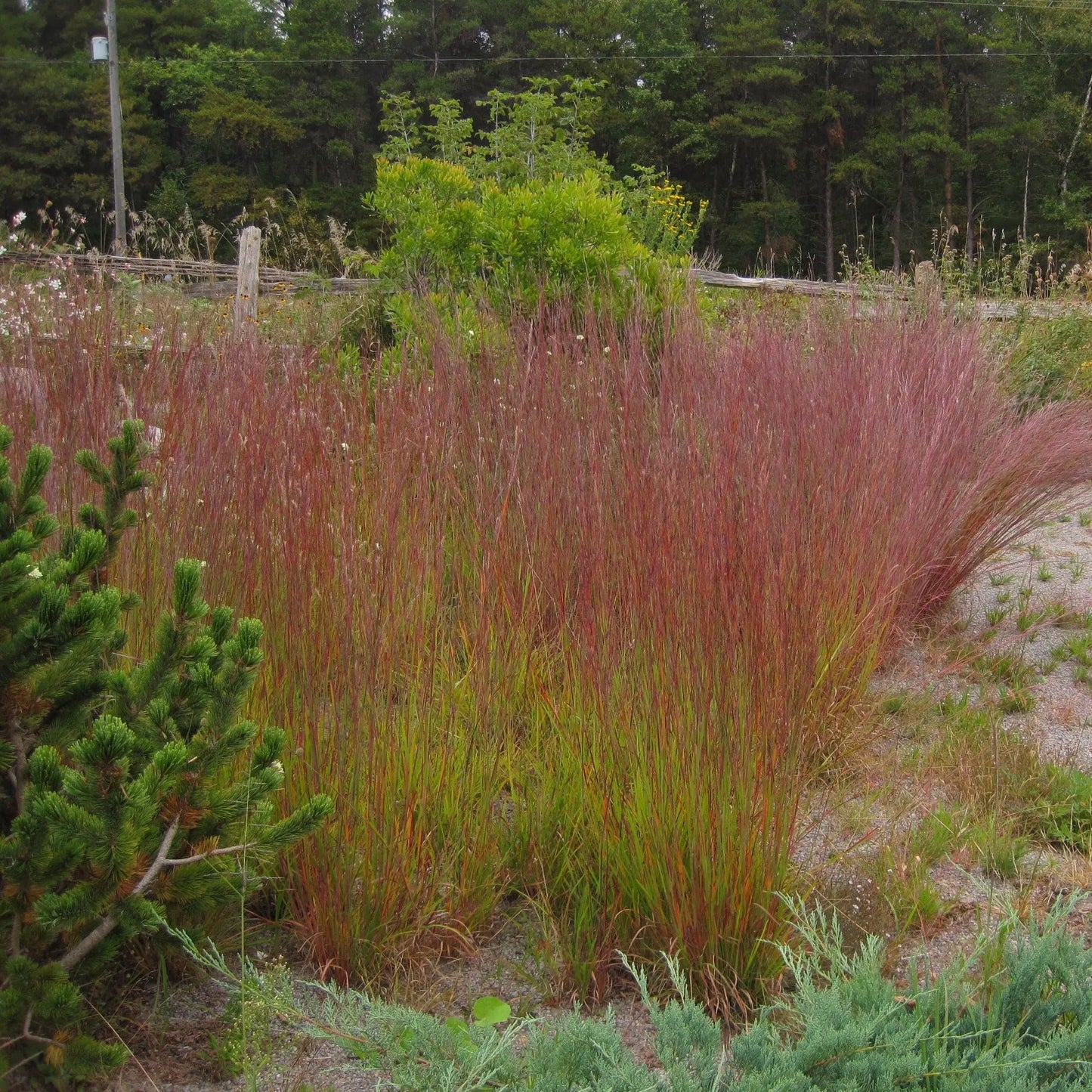 Schizachyrium Prairie Blues