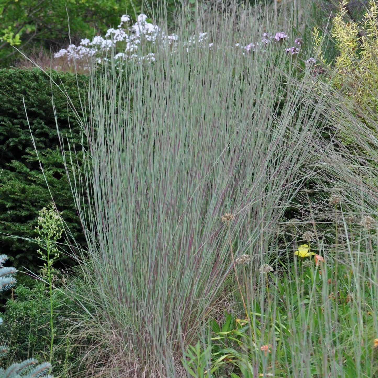 Schizachyrium Prairie Blues