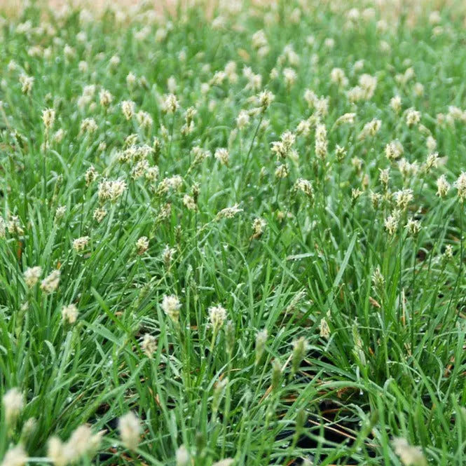 Sesleria Greenlee Hybrid