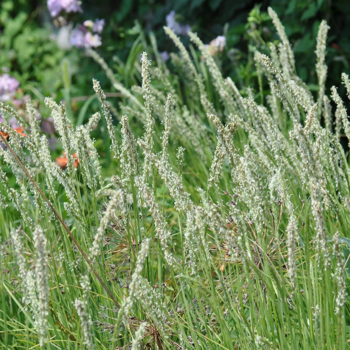 Sesleria autumnalis