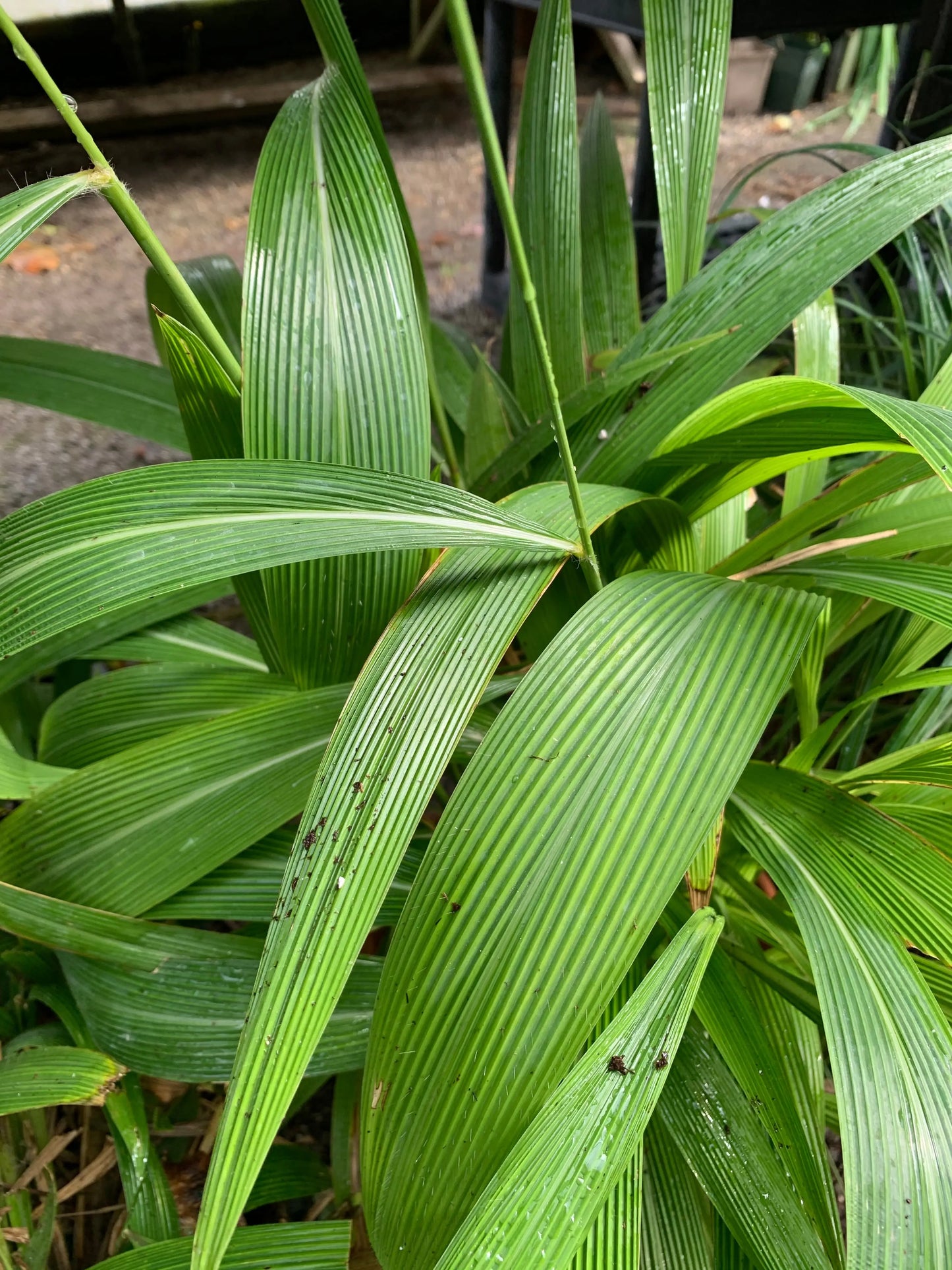 Setaria palmifolia