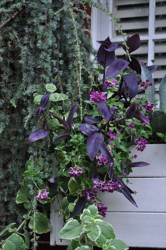 Tradescantia pallida