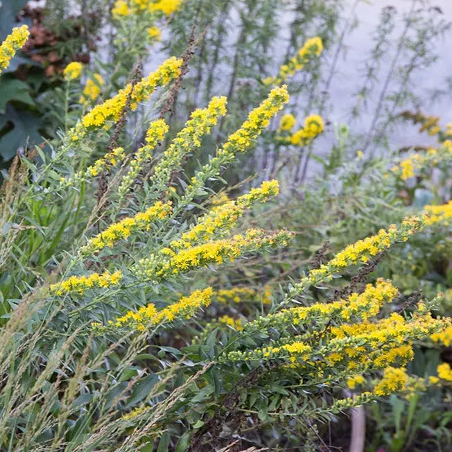 Solidago Wichita Mountains