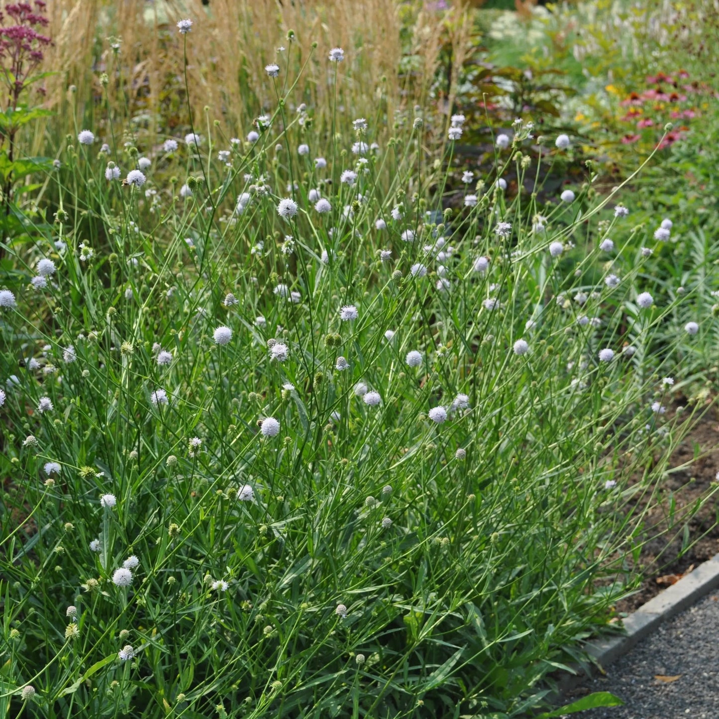 Succisella inflexa Frosted Pearls