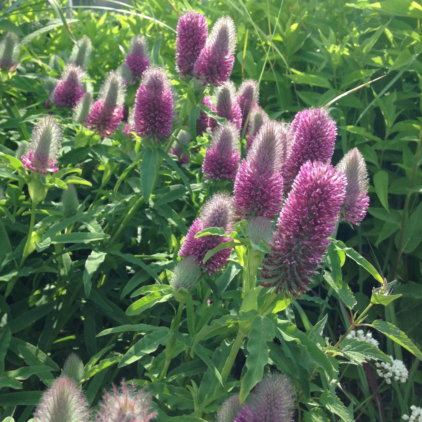 Trifolium rubens