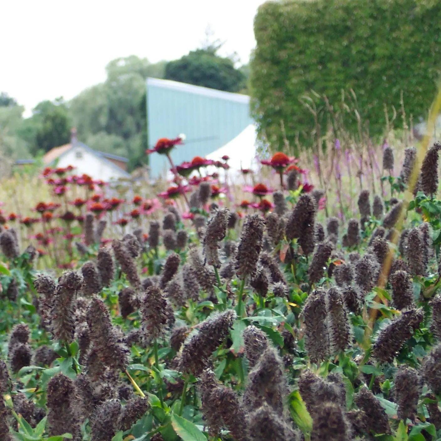 Trifolium rubens