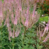 Veronicastrum-virginicum-Challenger