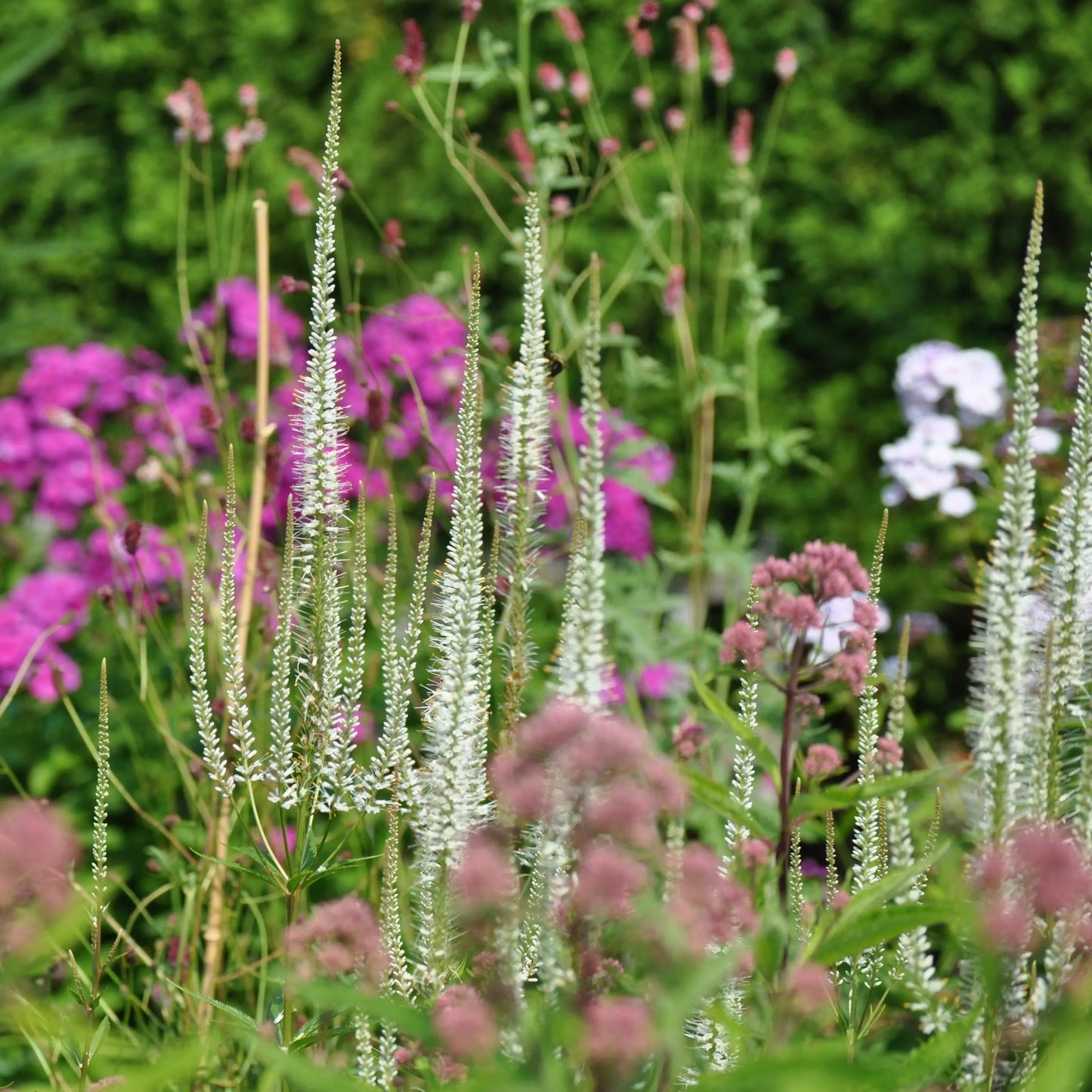 Veronicastrum virginicum Album