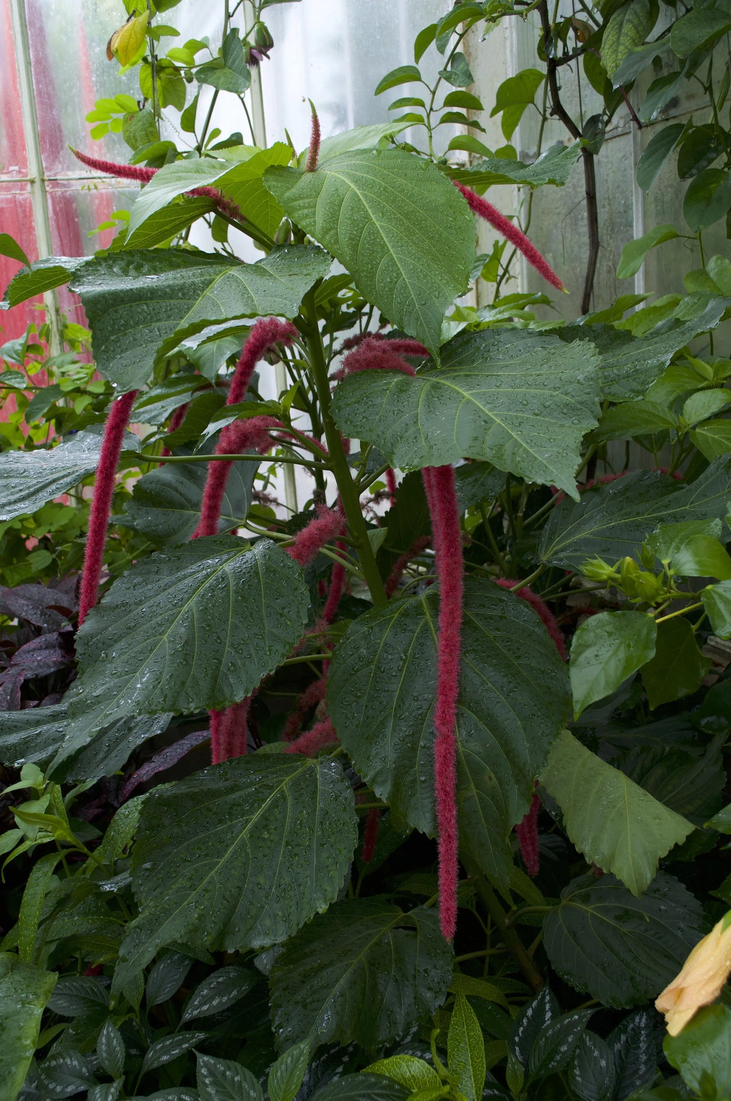 Acalypha hispida