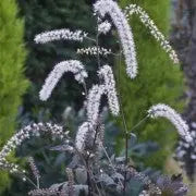Actaea (Cimicifuga) Queen of Sheba