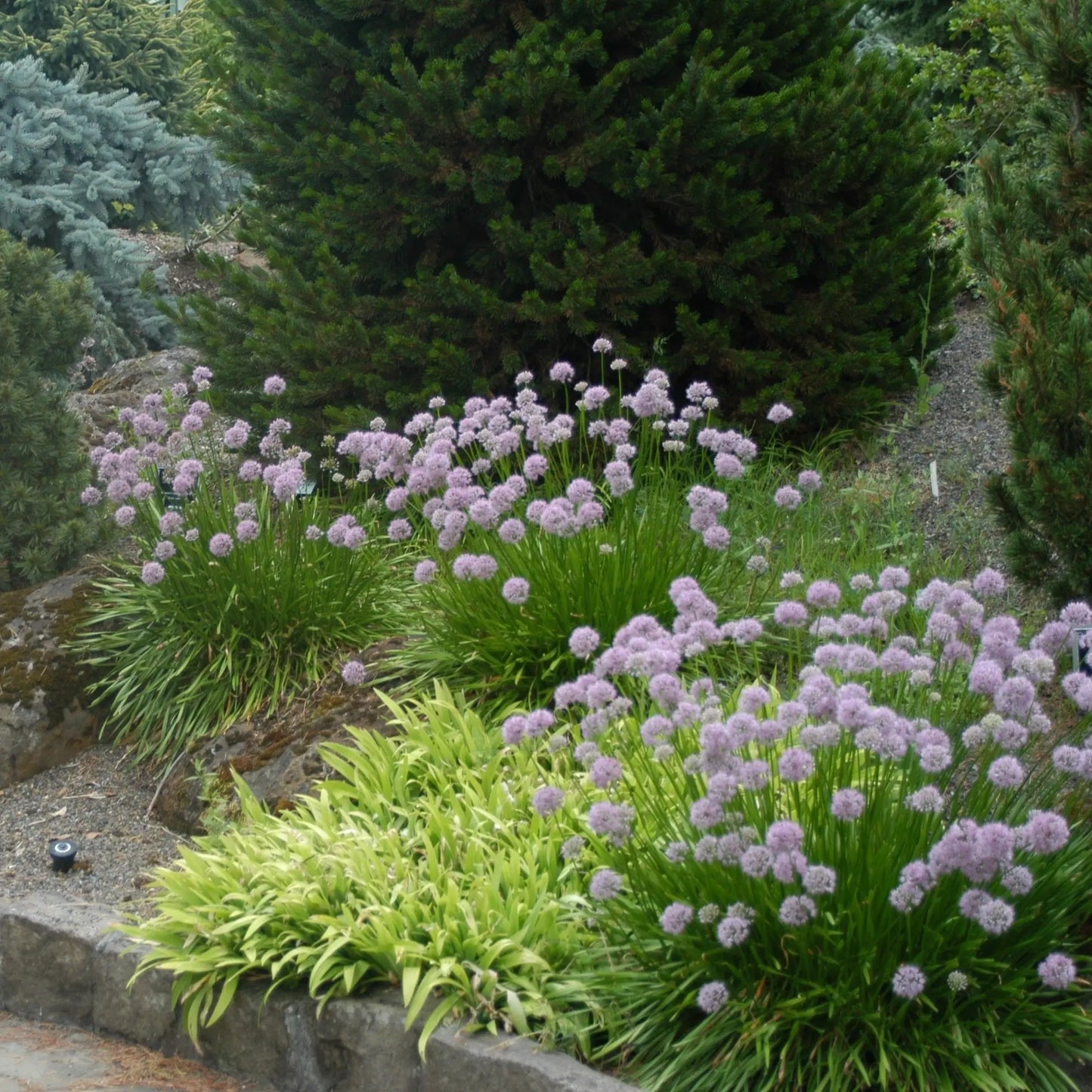 Allium Summer Beauty