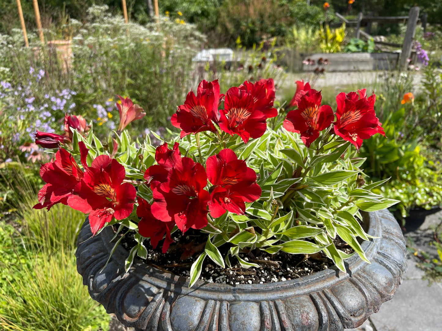 Alstroemeria Katiana
