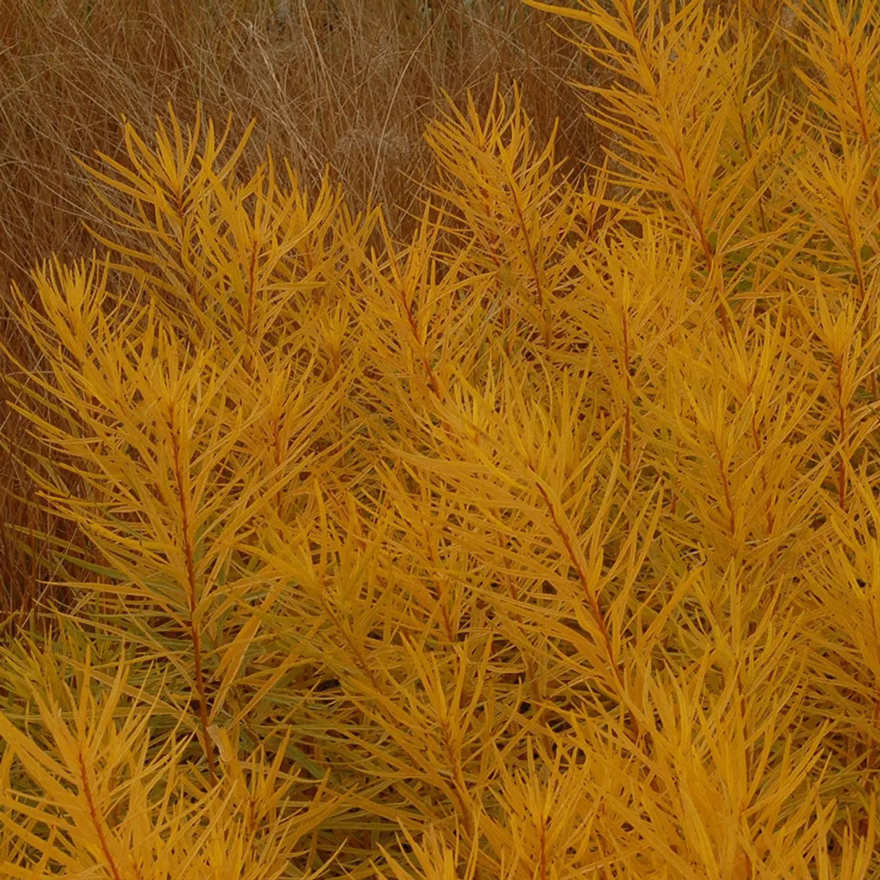 Amsonia hubrichtii Butterscotch