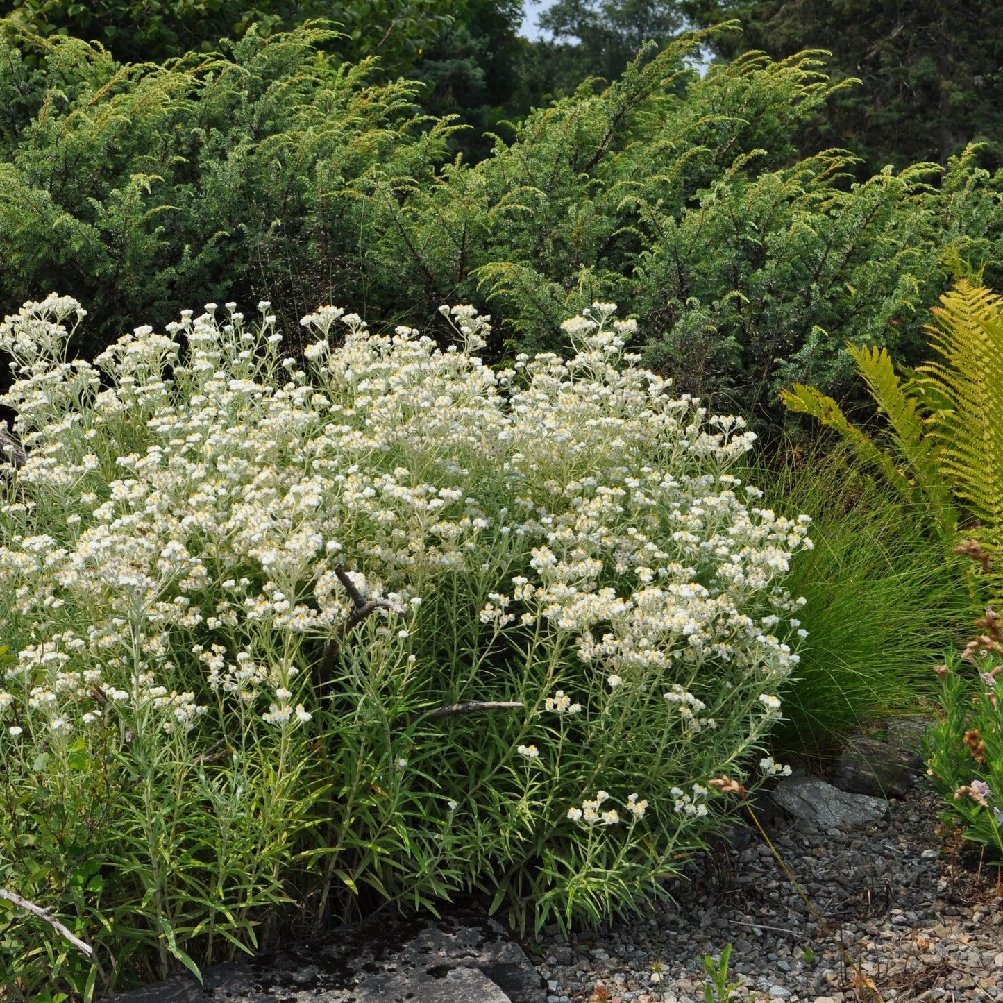 Anaphalis margaritacea