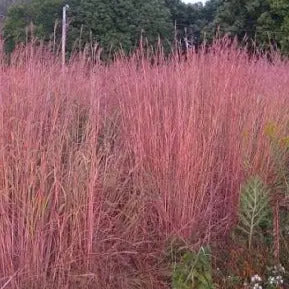 Andropogon Red October