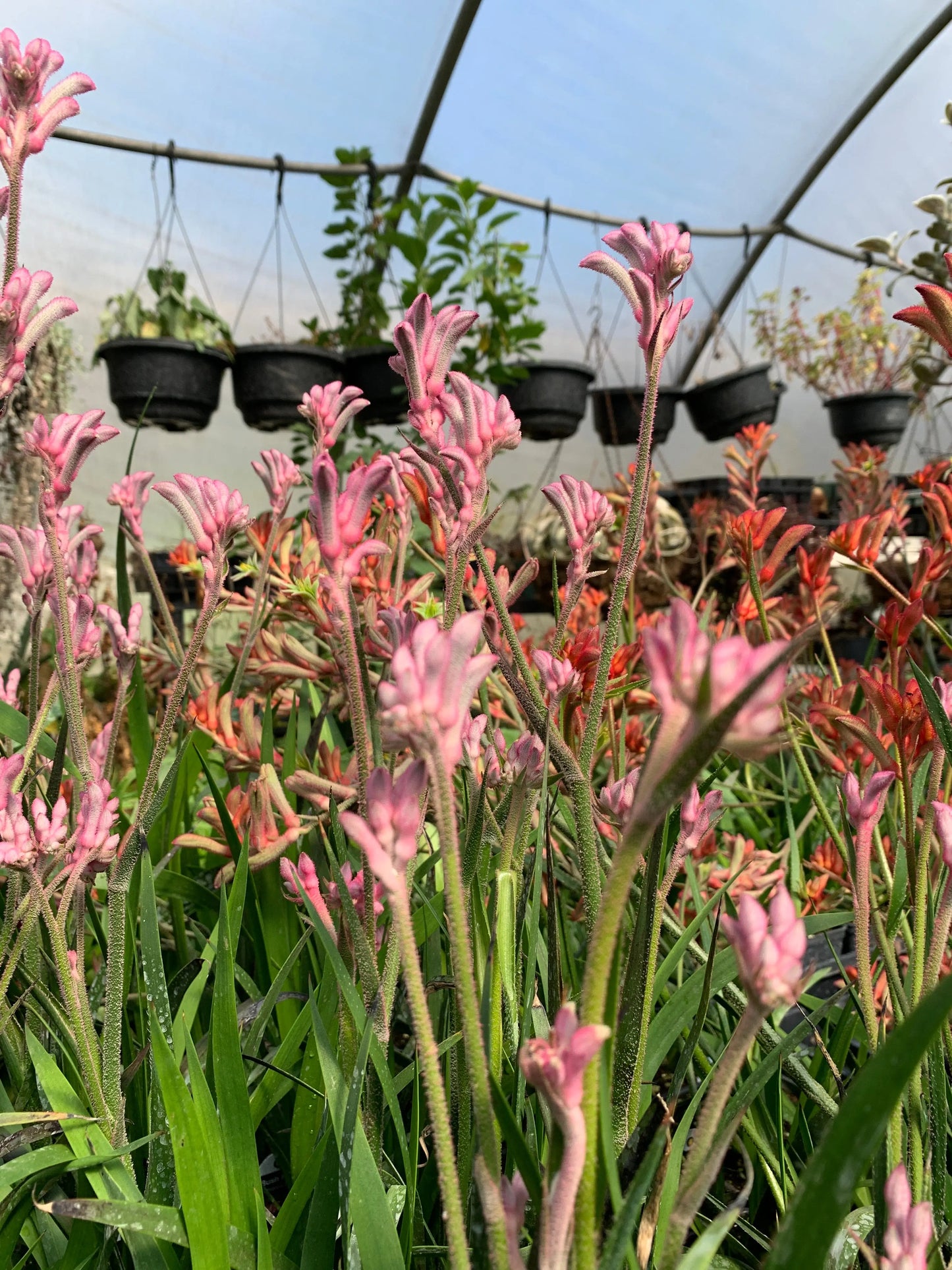 Anigozanthos Bush Pearl