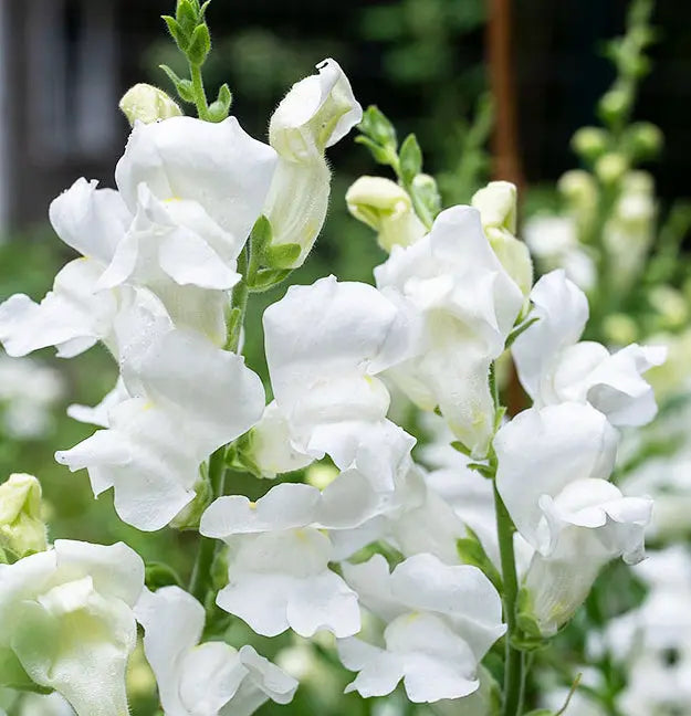 Antirrhinum Royal Bride