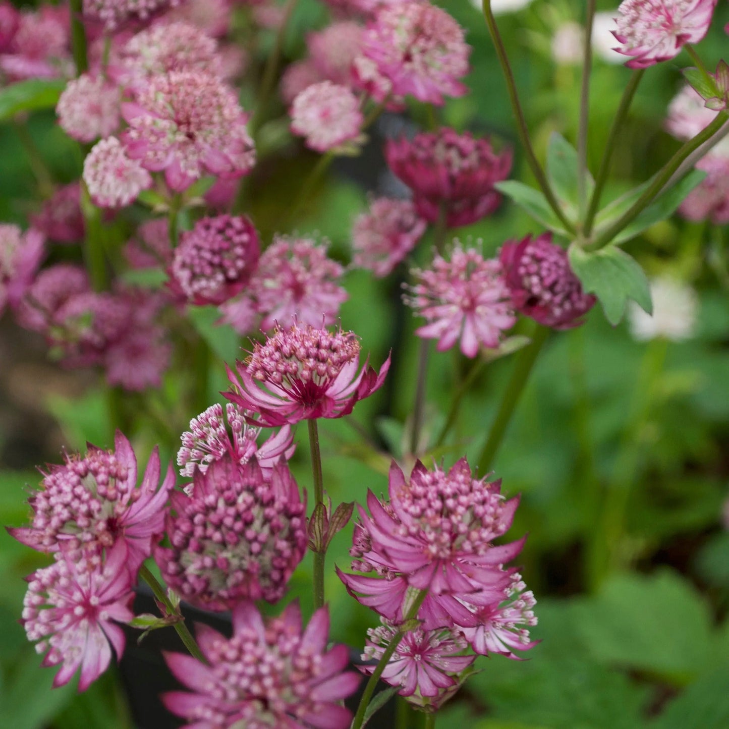 Astrantia major Lars
