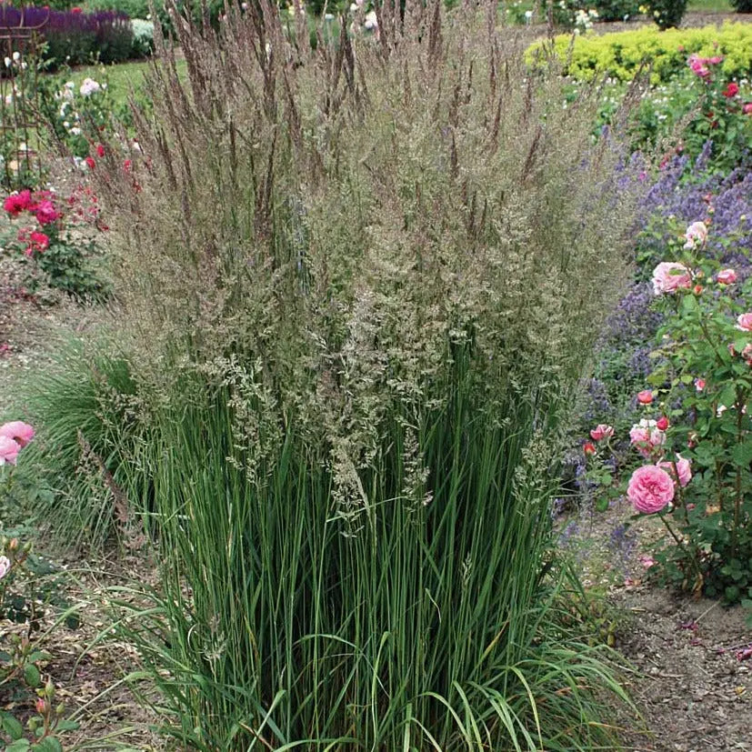 Calamagrostis Waldenbuch