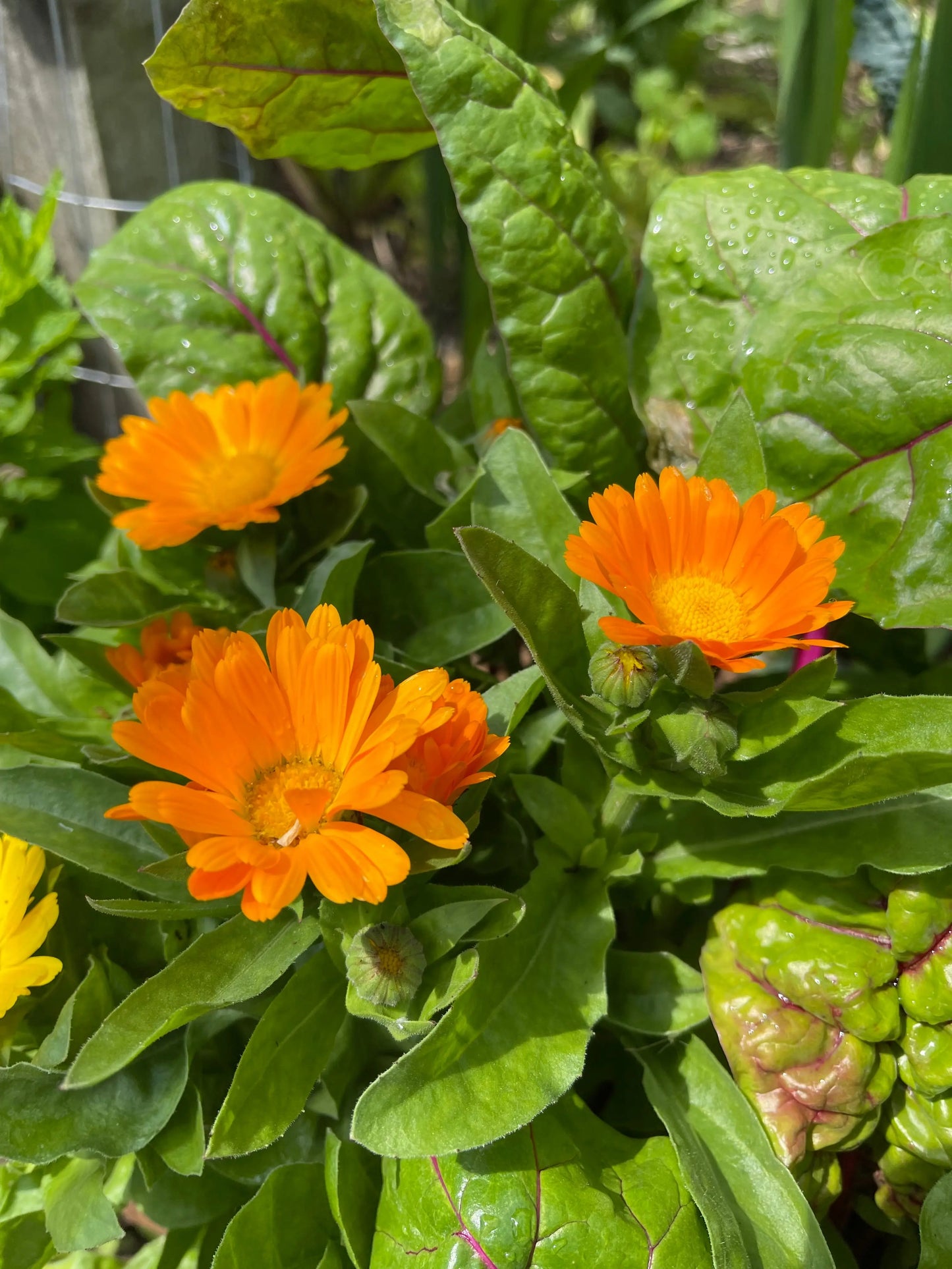 Calendula Citrus Cocktail