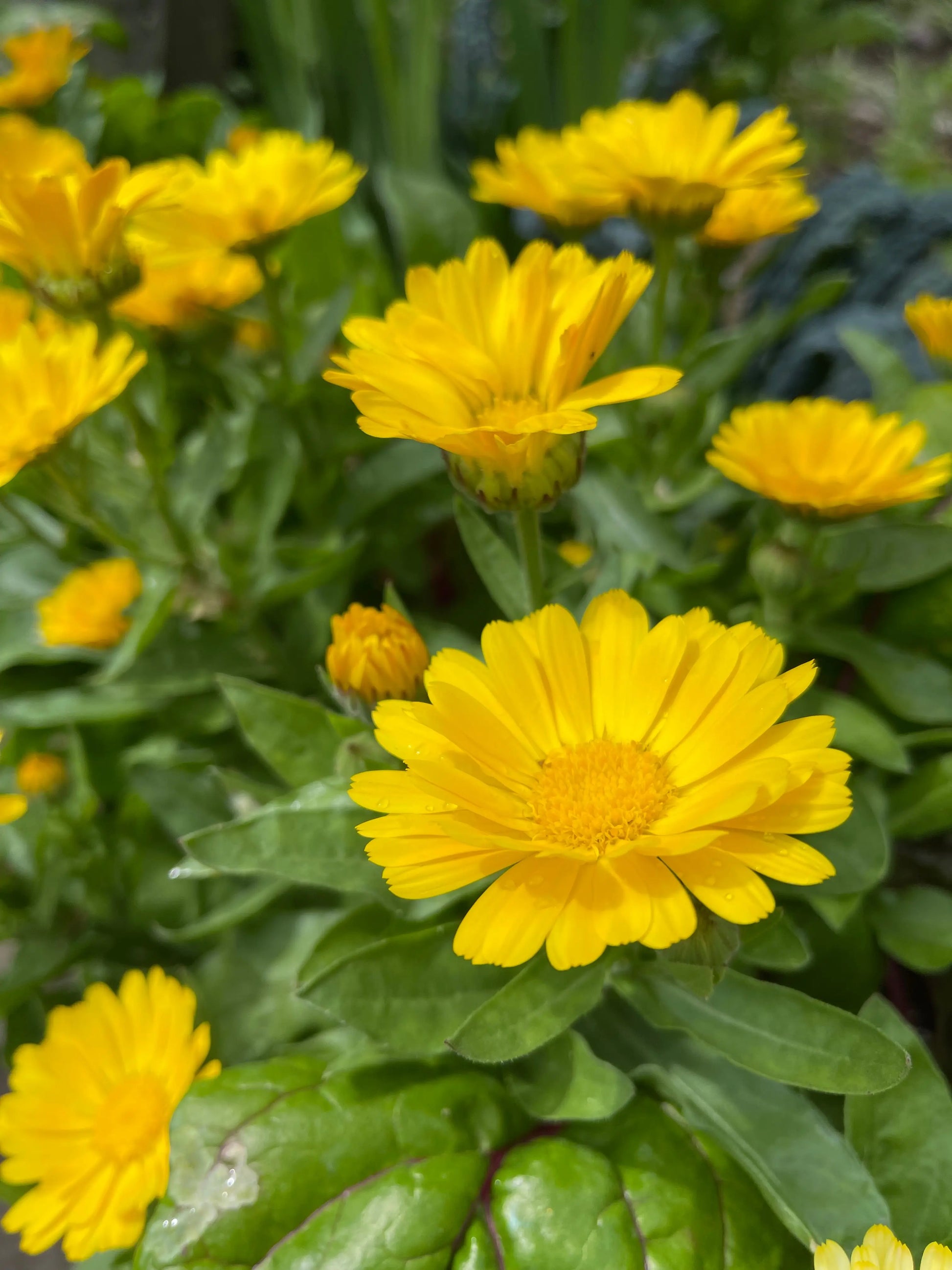 Calendula Citrus Cocktail - Mason House Garden