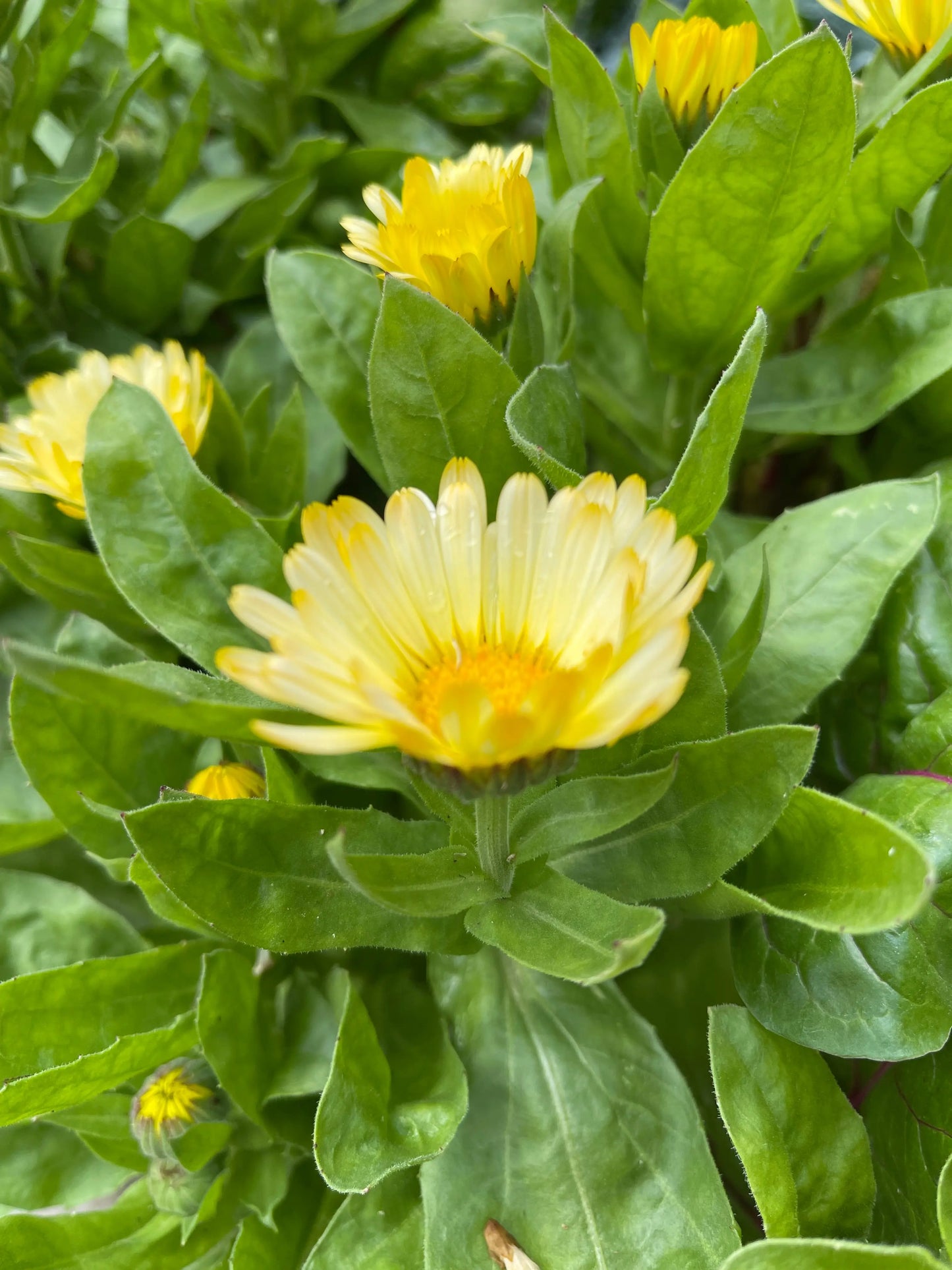 Calendula Citrus Cocktail