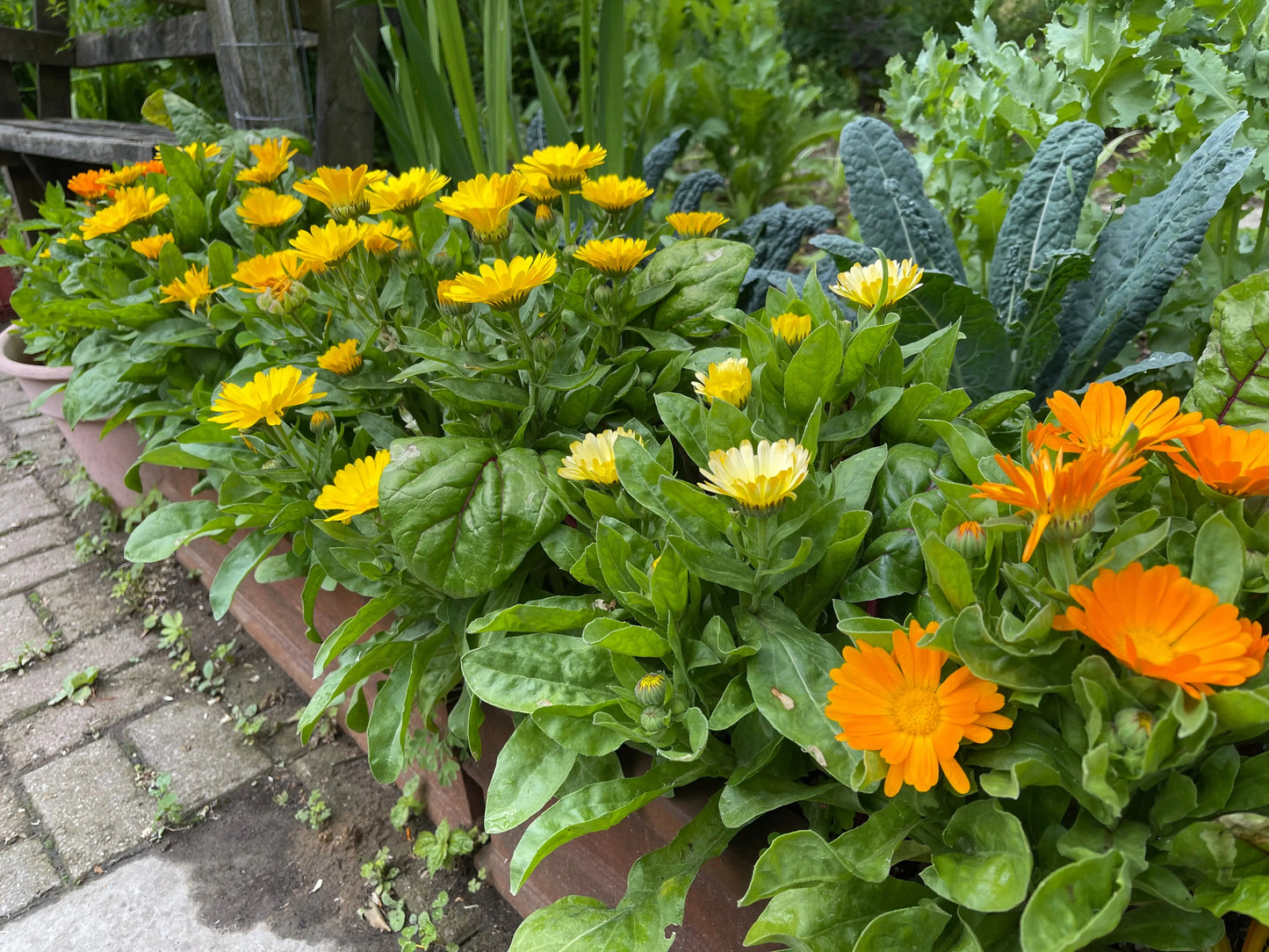 Calendula Citrus Cocktail