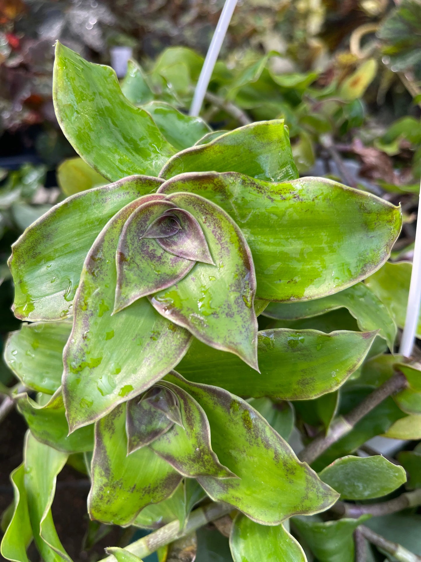 Callisia congesta