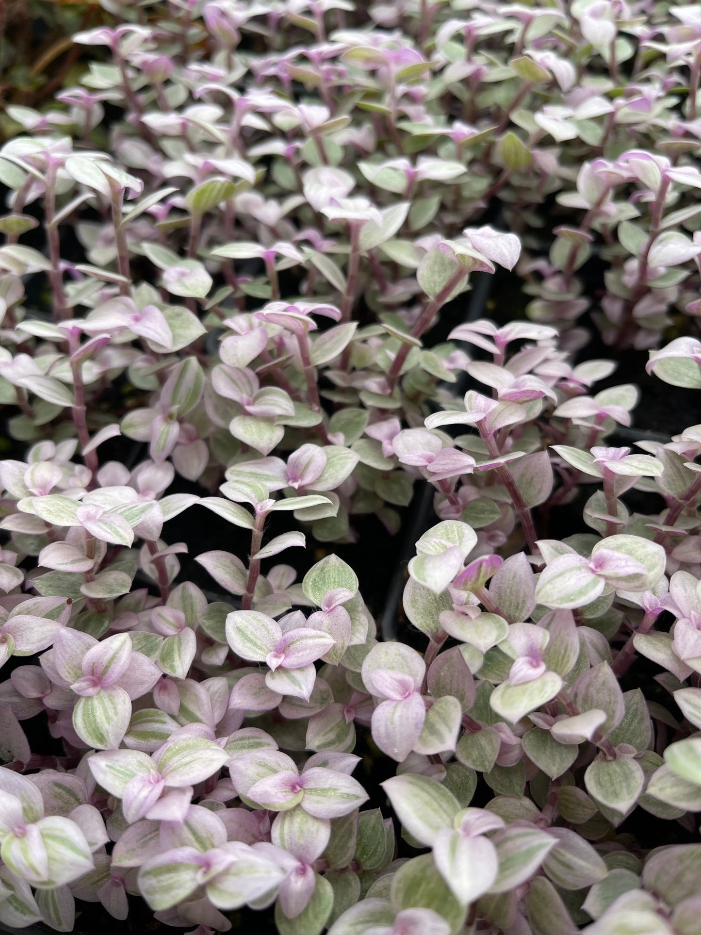 Callisia repens Pink Lady