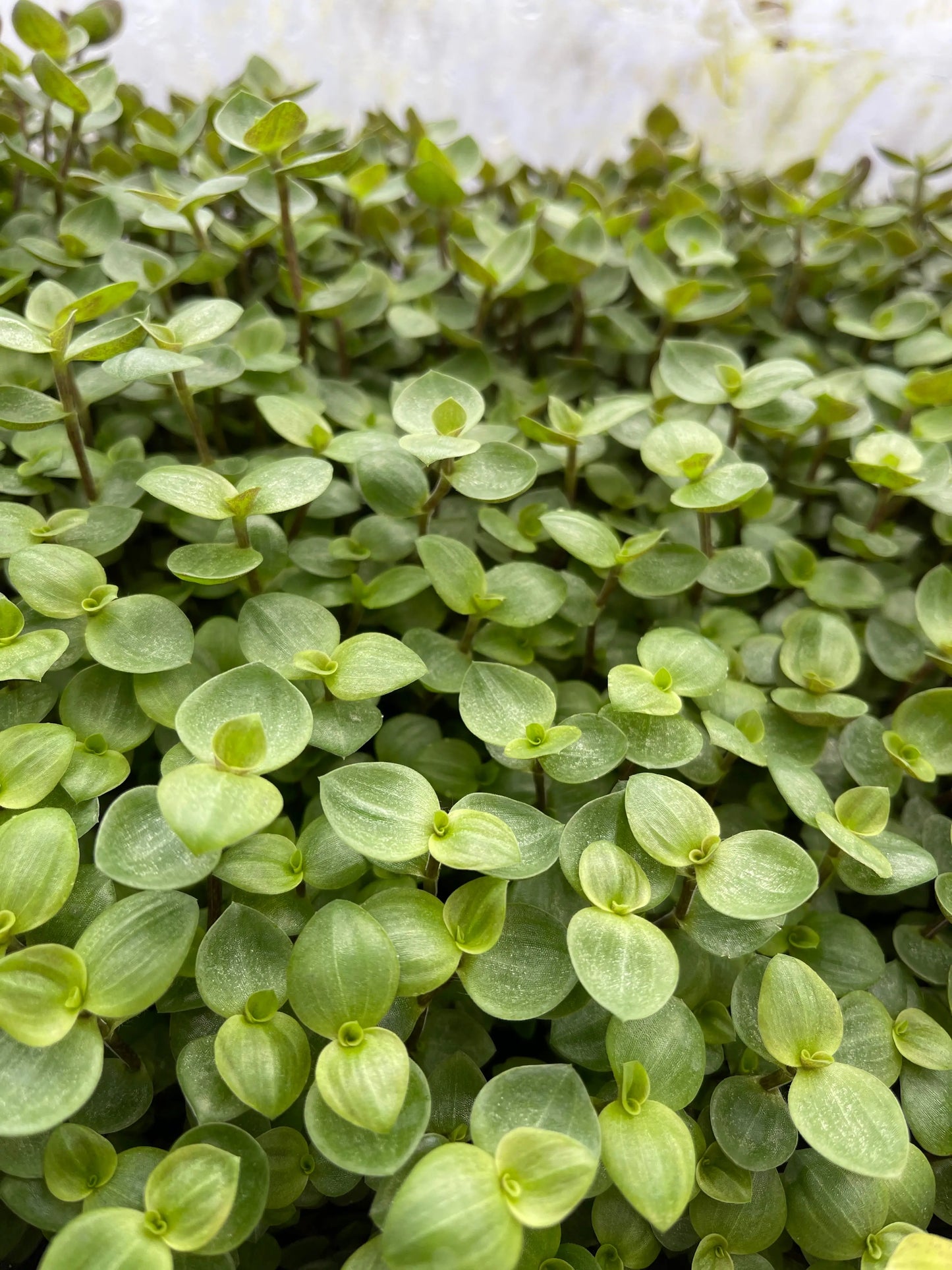 Callisia repens