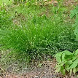 Carex appalachica
