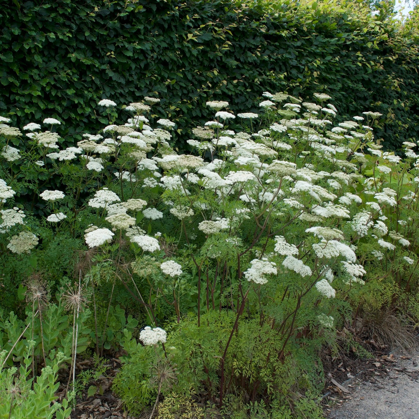 Cenolophium denudatum