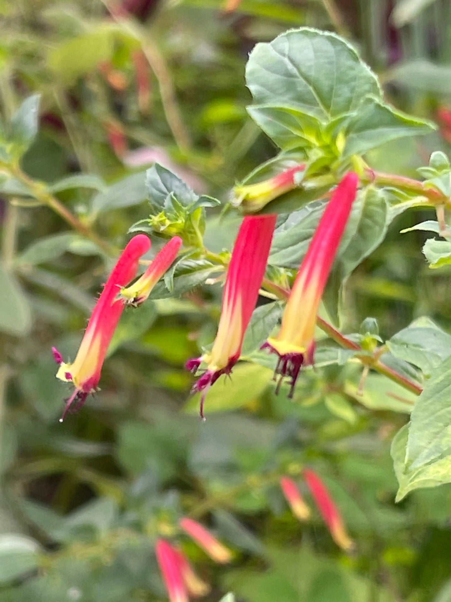 Cuphea Hummingbird's Lunch