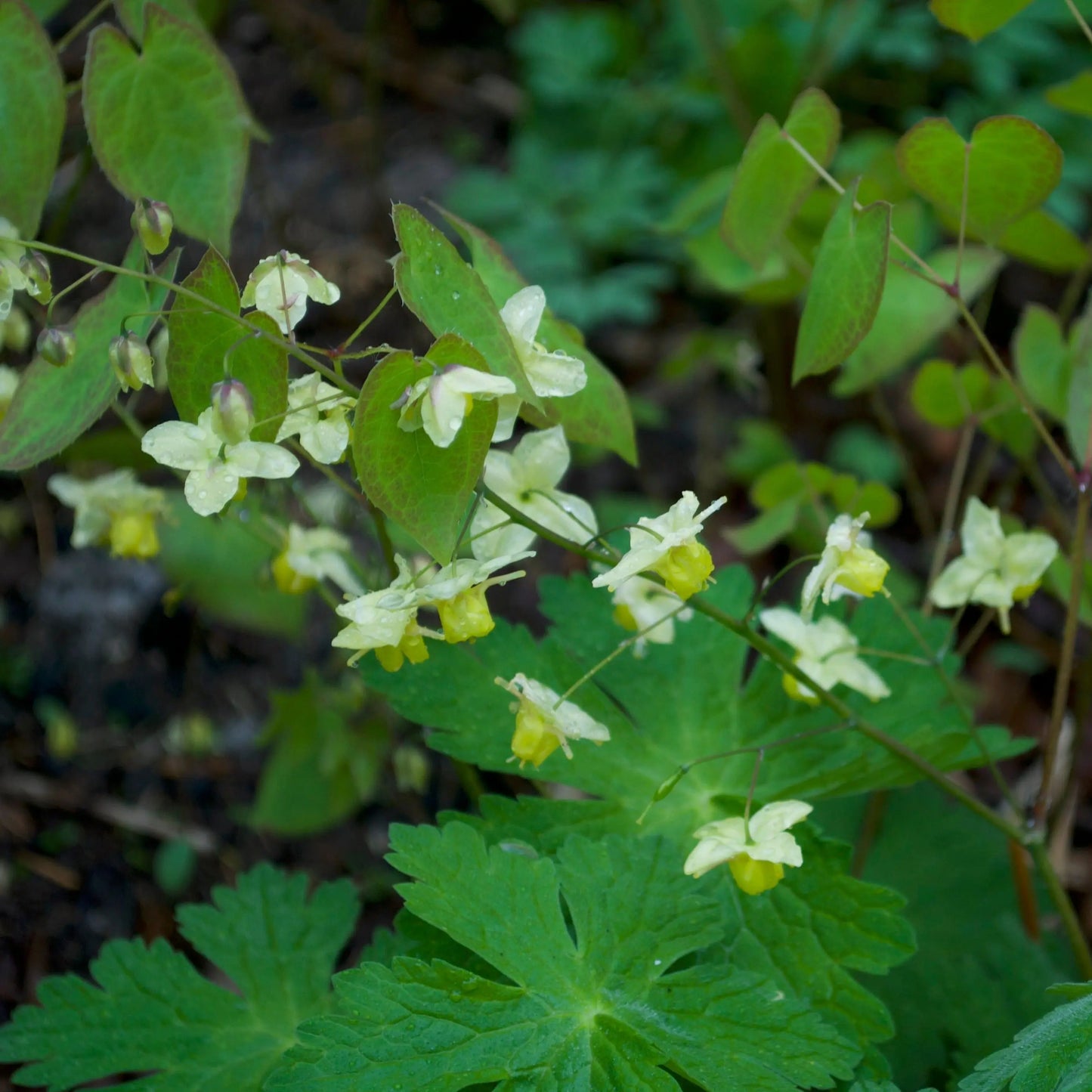Epimedium versicolor Sulphureum