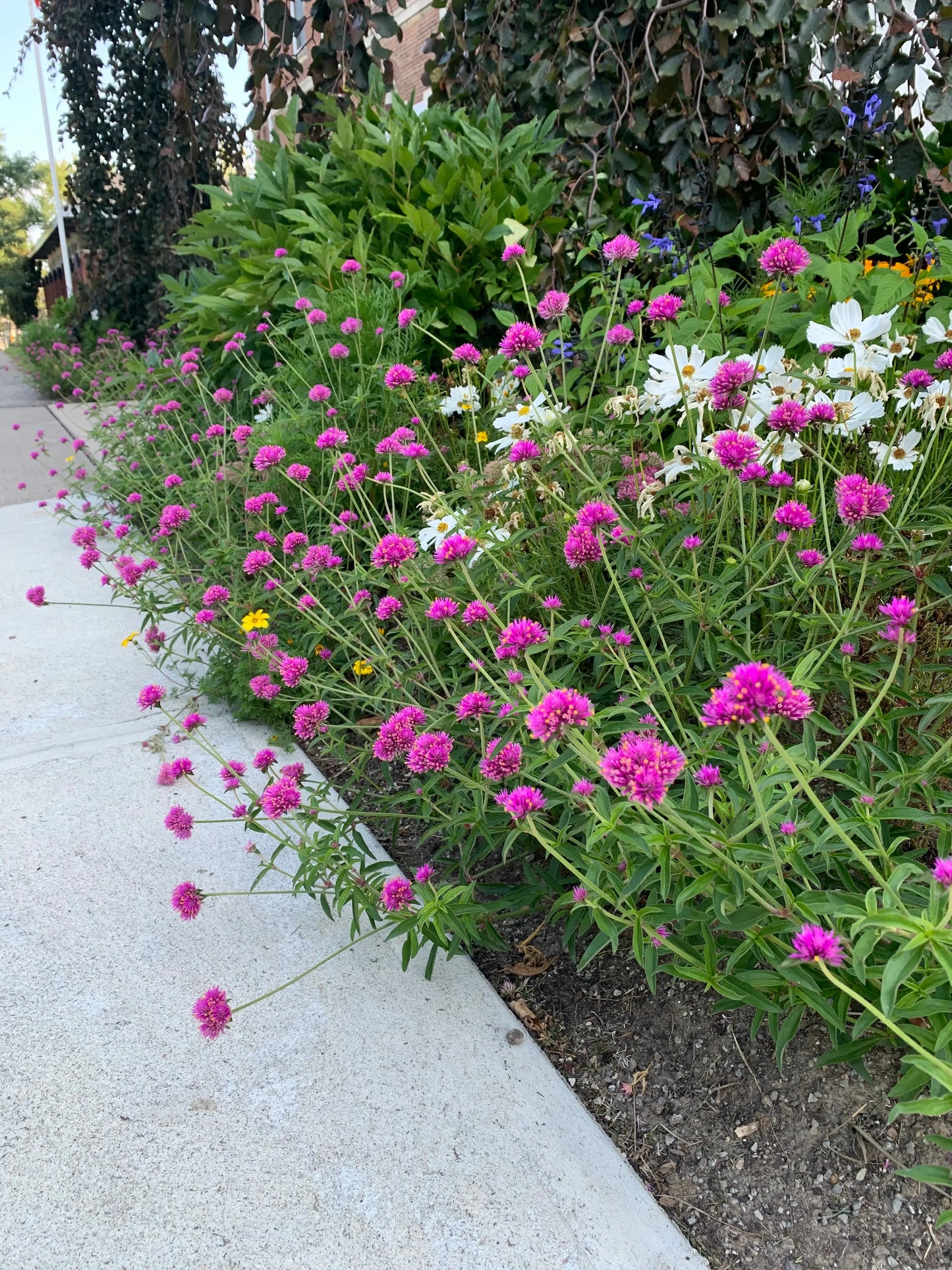 Gomphrena Truffula Pink