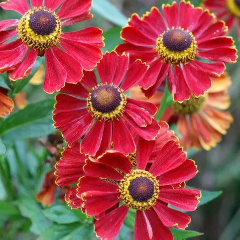 Helenium Potters Wheel