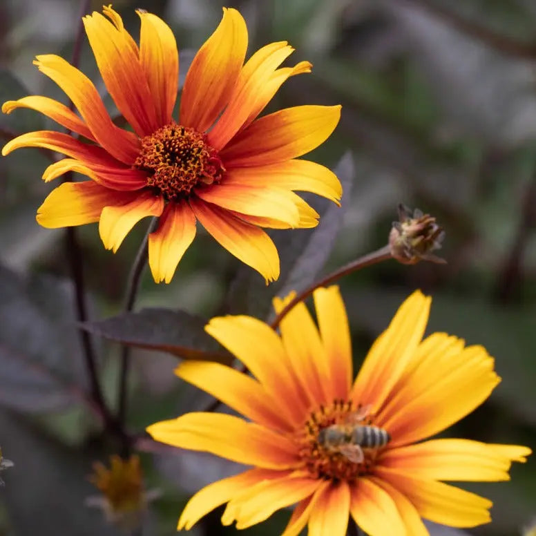 Heliopsis Burning Hearts